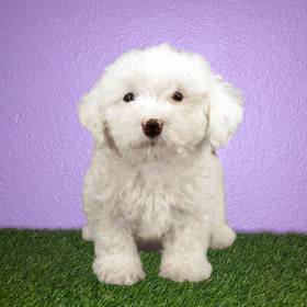 Bichon