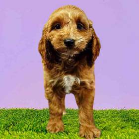 Cockapoo