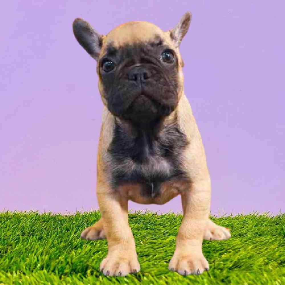 Female French Bulldog Puppy for Sale in Puyallup, WA