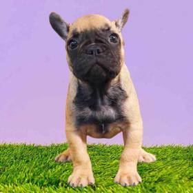 French Bulldog