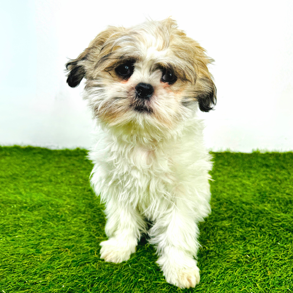 carousel pet images
