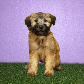 Soft Coated Wheaten Terrier