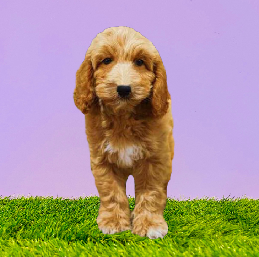 carousel pet images