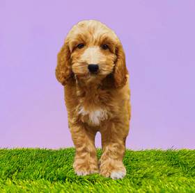 2nd Gen Mini Goldendoodle