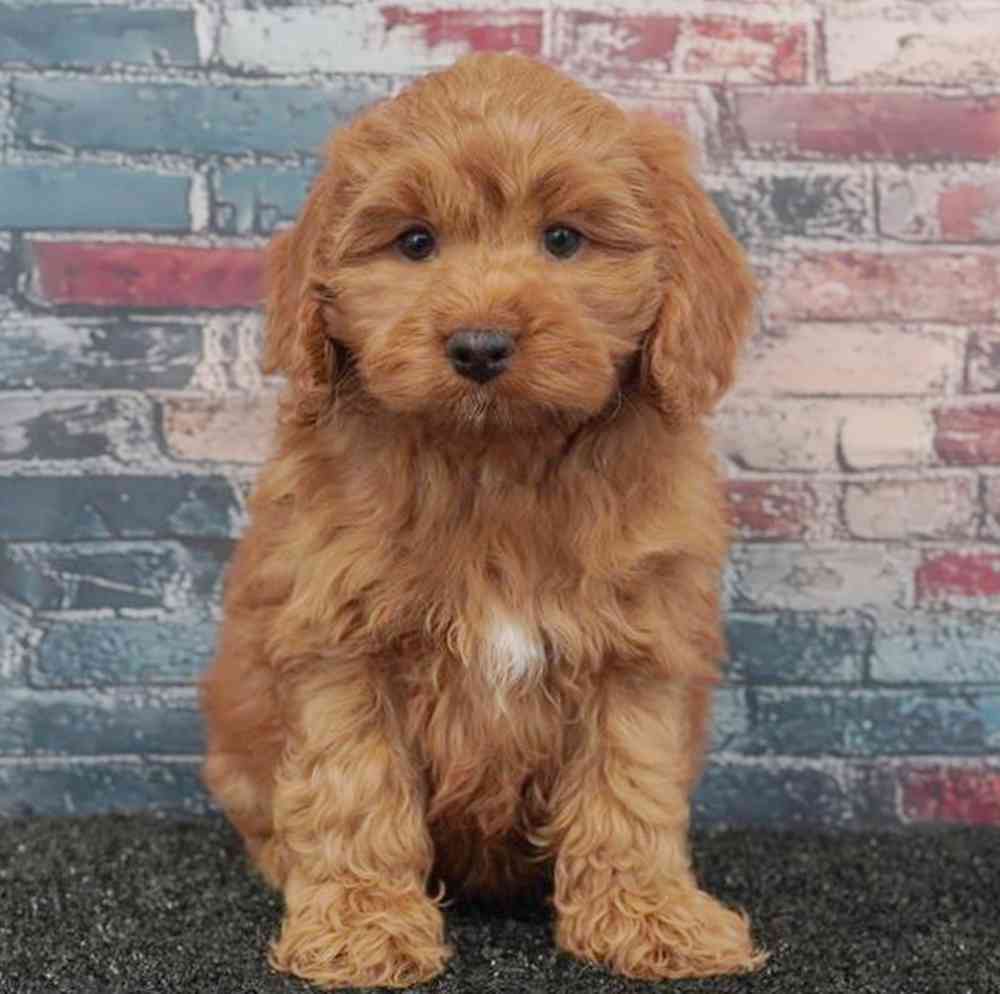 pet breed image