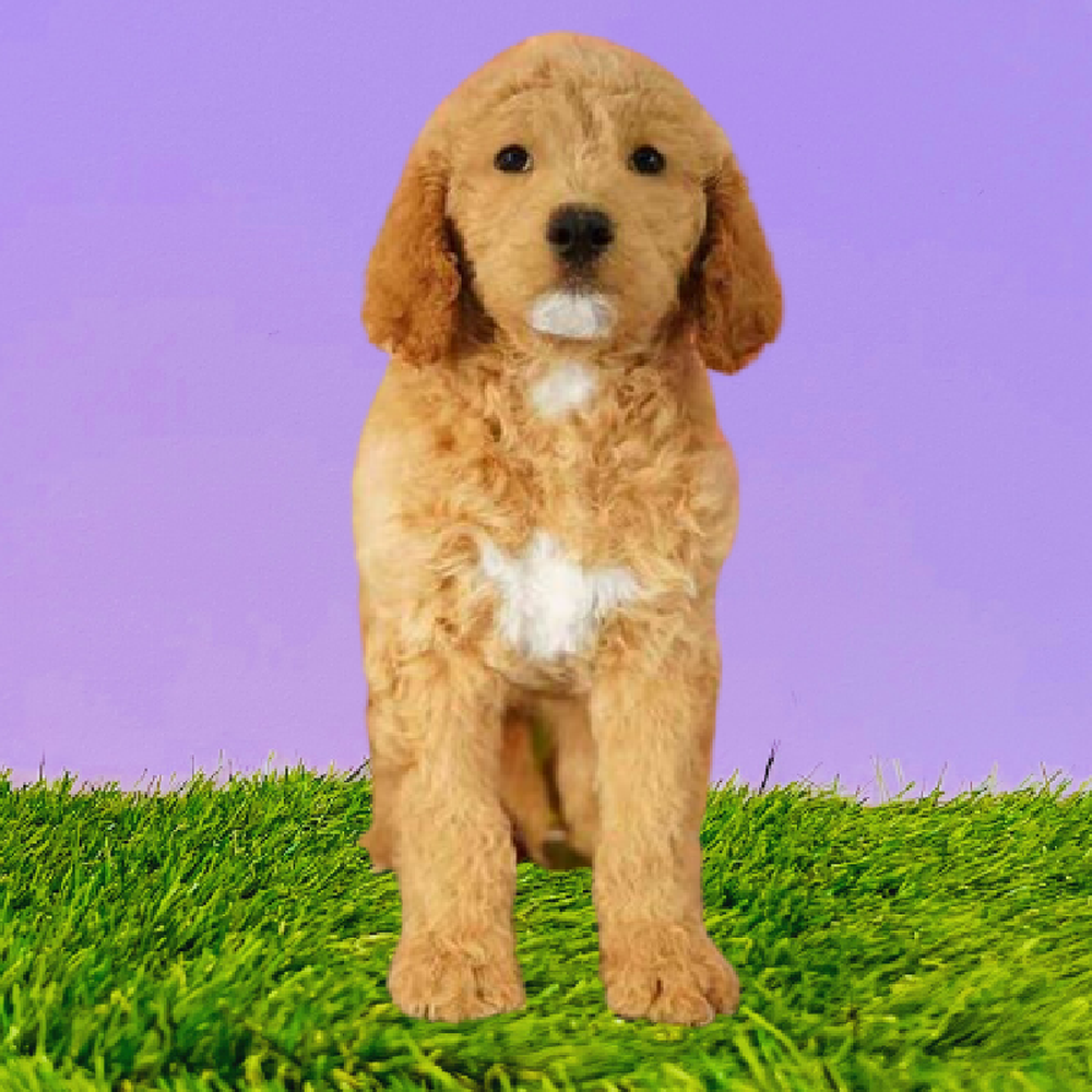 carousel pet images