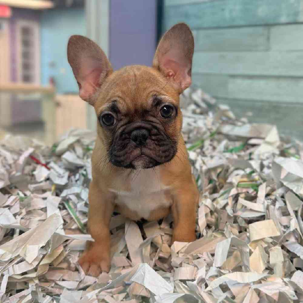 pet breed image
