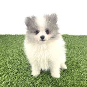 Pomeranian