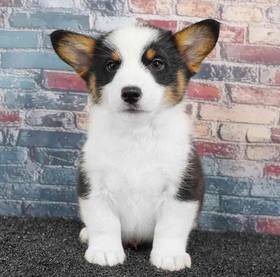 Pembroke Welsh Corgi