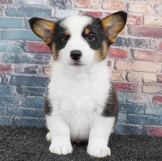 Pembroke Welsh Corgi