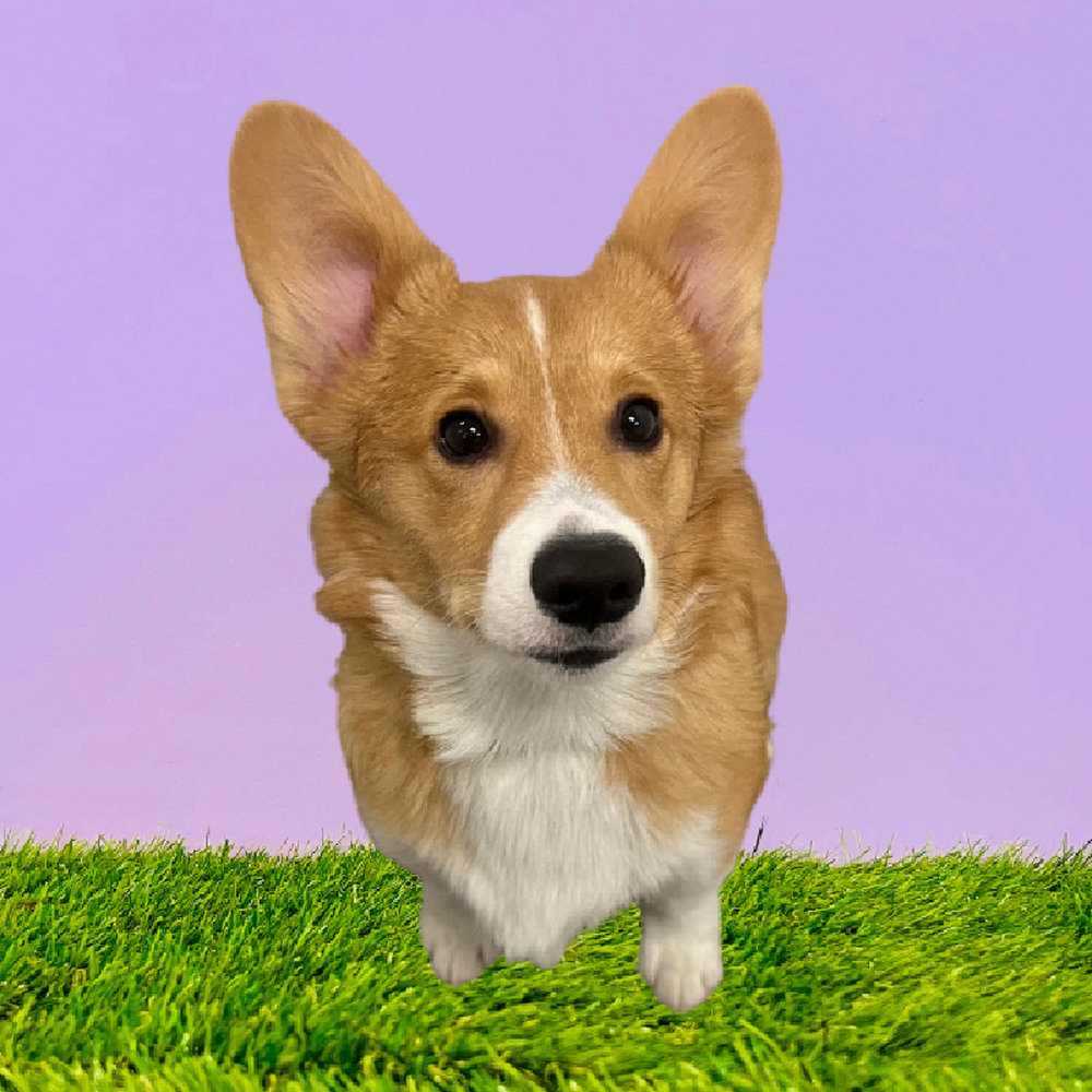 Male Pembroke Welsh Corgi Puppy for Sale in Puyallup, WA