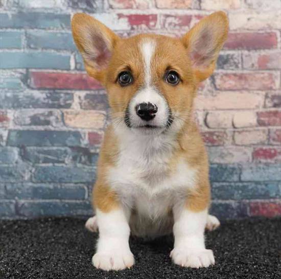 Pembroke Welsh Corgi