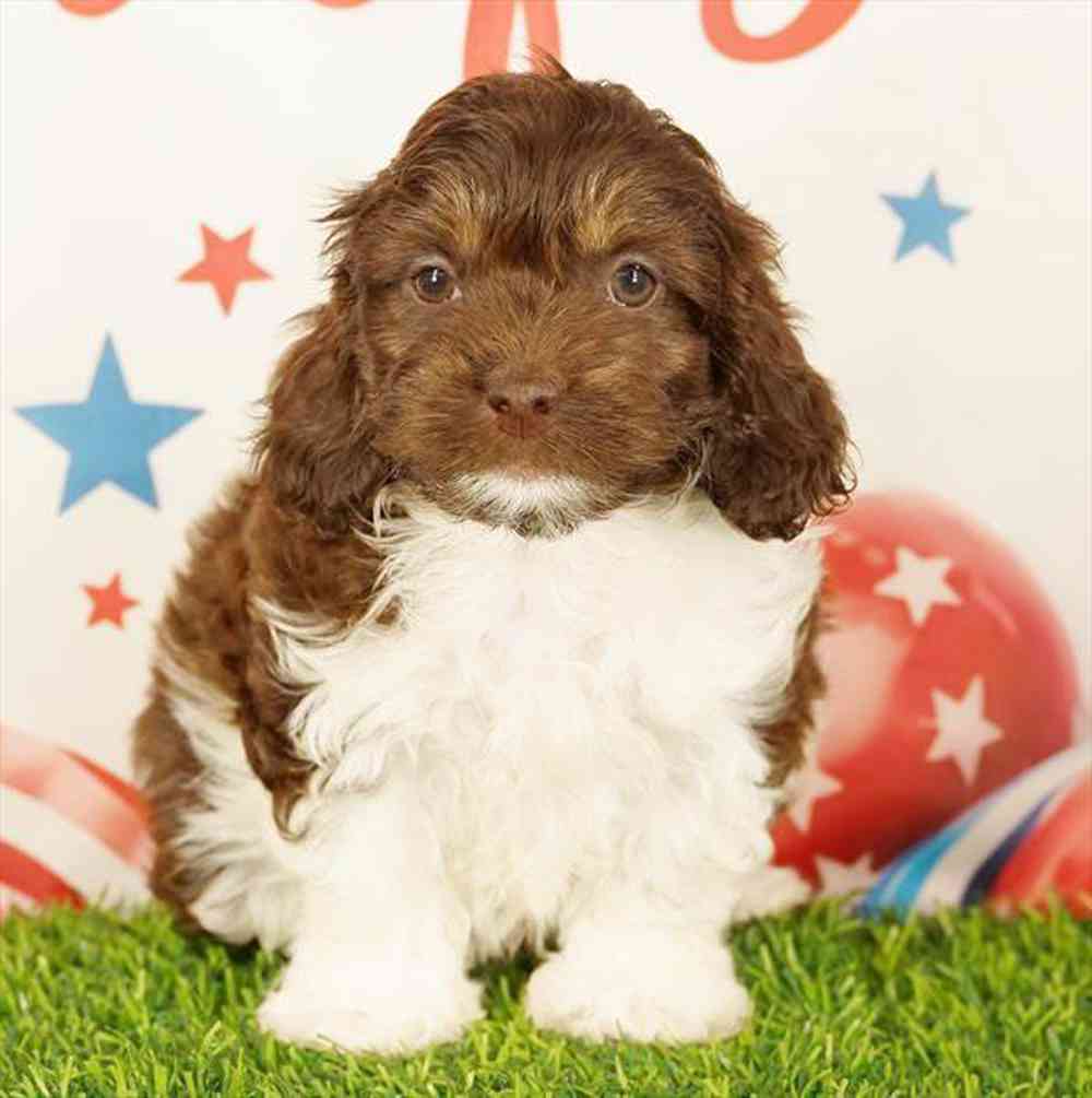 Image of a pet breed in the gallery