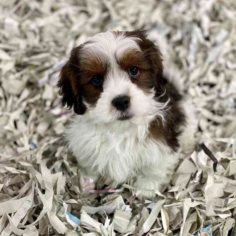 carousel pet images