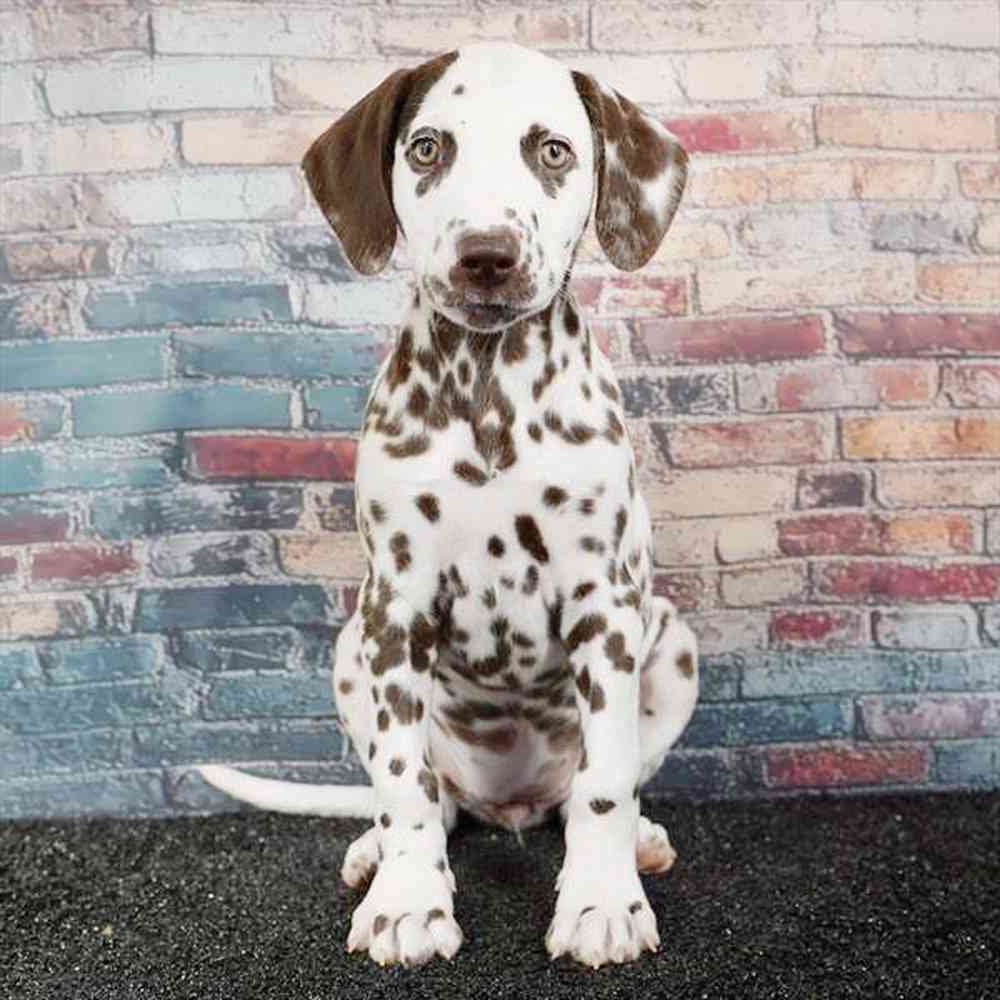 Image of a pet breed in the gallery