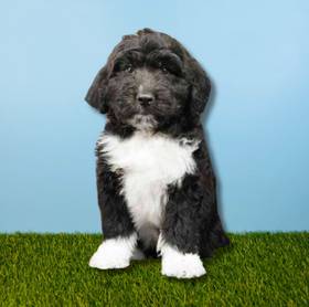 Aussiedoodle