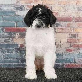 Poodle