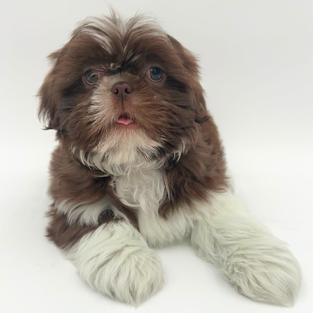 Male Shih Tzu Puppy for Sale in Marietta, GA