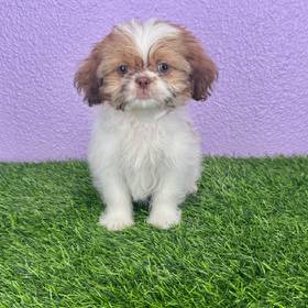 Shih Tzu