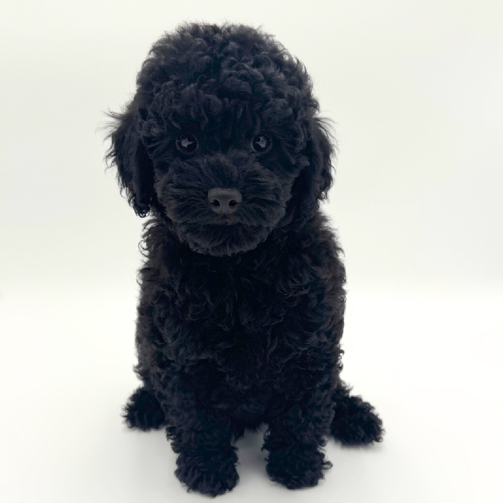 pet breed image