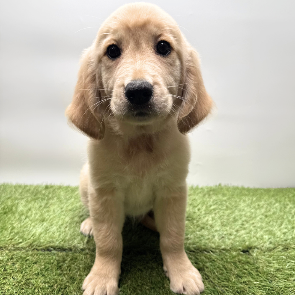 Image of a pet breed in the gallery