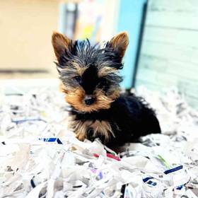 Yorkie