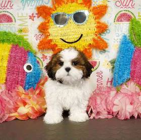 Shih Tzu