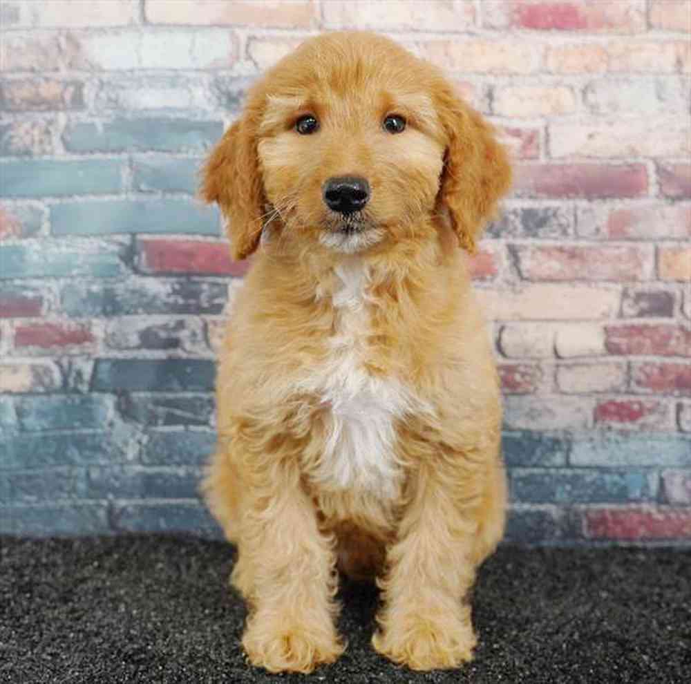 Image of a pet breed in the gallery