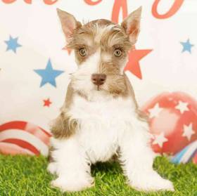 Mini Schnauzer