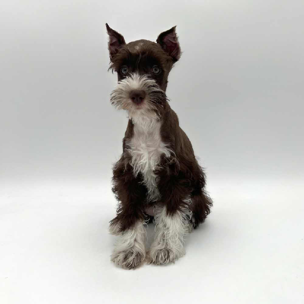 Female Mini Schnauzer Puppy for Sale in San Antonio, TX