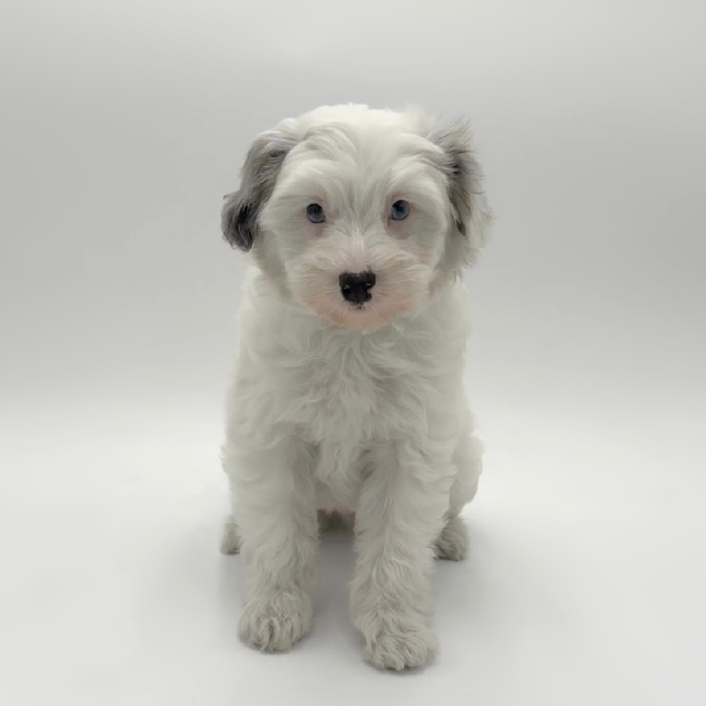 pet breed image
