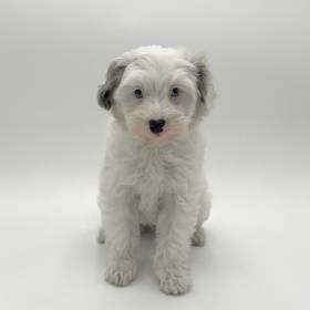 Maltipoo
