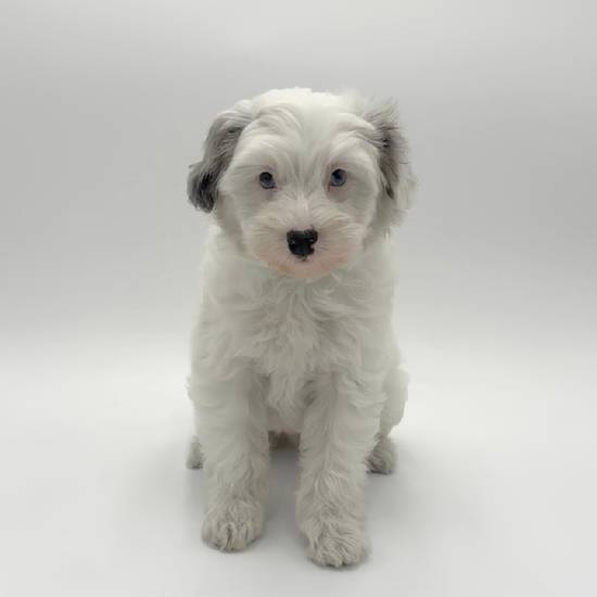 Maltipoo