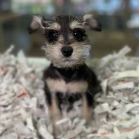Mini Schnauzer