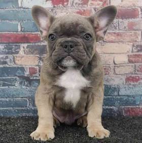 French Bulldog