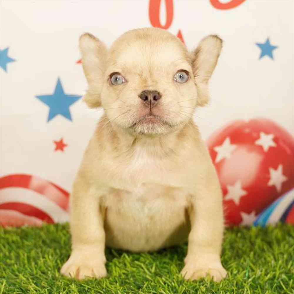 Image of a pet breed in the gallery