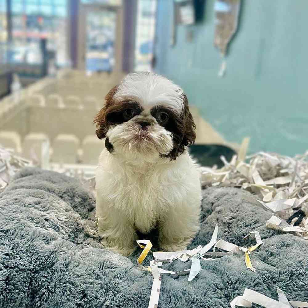 carousel pet images