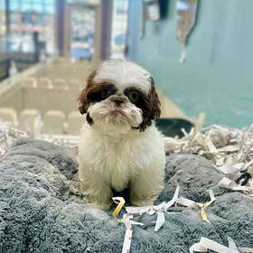Shih Tzu