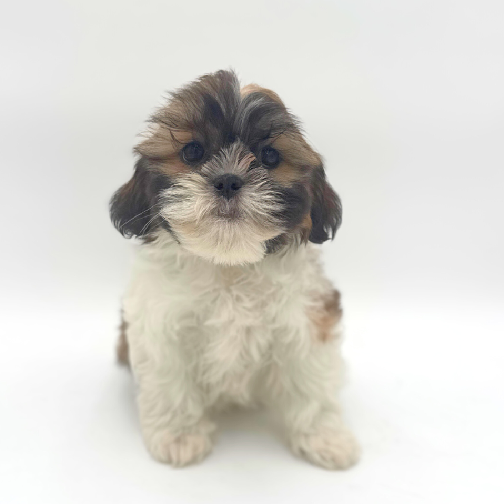 pet breed image