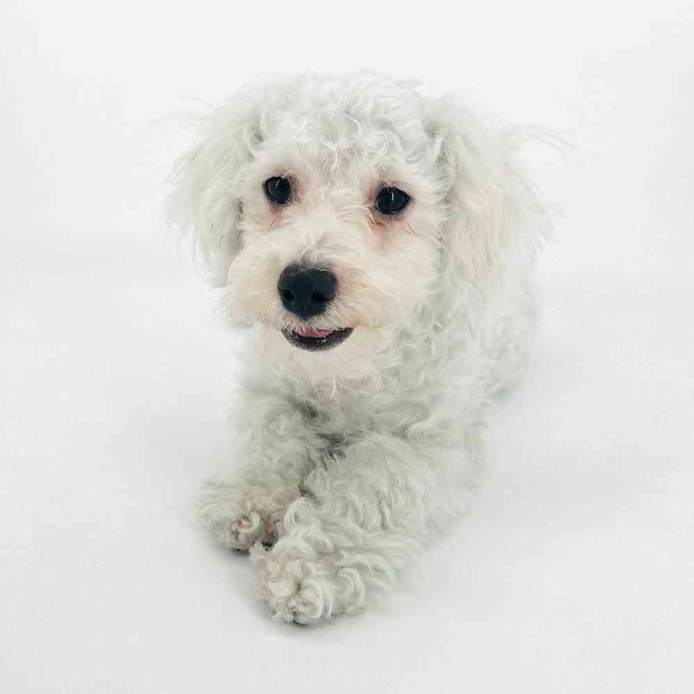 carousel pet images