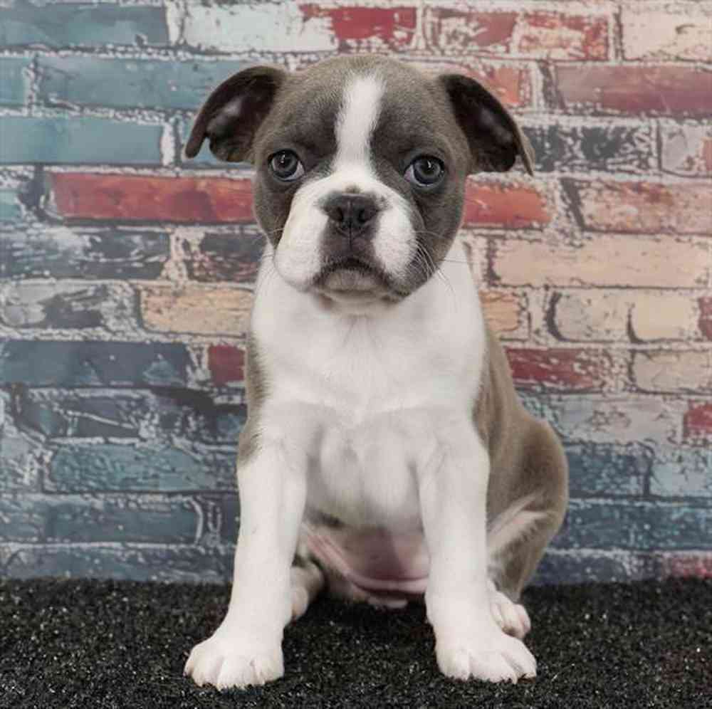 Boglen Information on Boglen terrier Puppies for Sale in Texas