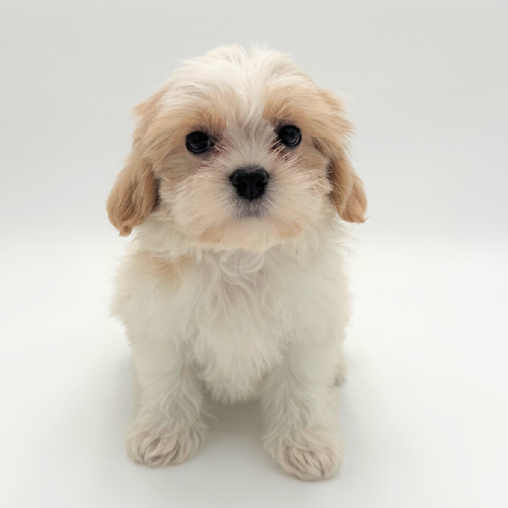 pet breed image