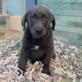 Labrador Retriever