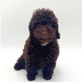 Poodle