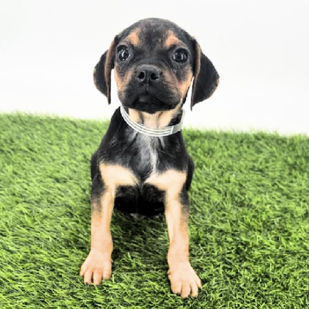 Image of a pet breed in the gallery