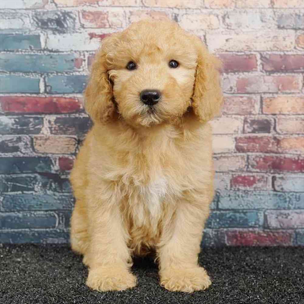 Image of a pet breed in the gallery