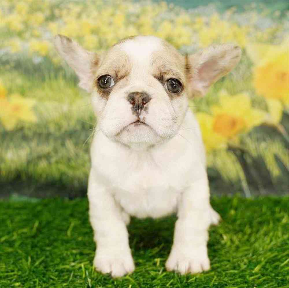 Image of a pet breed in the gallery