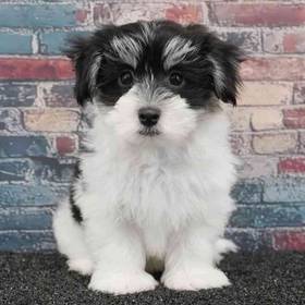 Havanese
