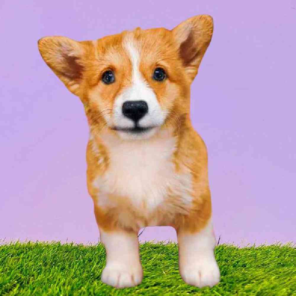 Female Pembroke Welsh Corgi Puppy for Sale in Puyallup, WA