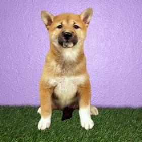 Shiba Inu